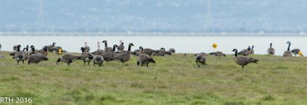 Cackling Geese   Aleutian  1-8-2015.jpg