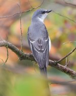 Ashy Minivet.jpg