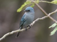 Verditer Flycatcher_.jpg