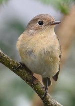 Red-breasted Flycatcher 1.jpg