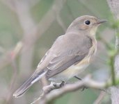 Red-breasted Flycatcher 2.jpg