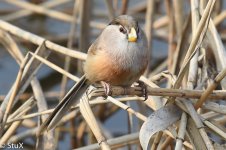 Reed Parrotbill.jpg