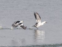 Smew.jpg