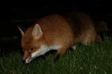 20160112 (16)_Red_Fox (800x533).jpg