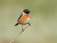 stonechat271215.jpg