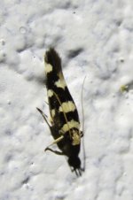 Macrobathra leucozancla 1 11 15 (3).JPG