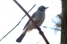 Brown-eared Bulbul.jpg