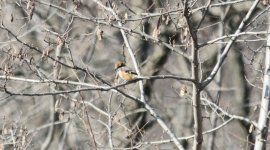 Bull-headed Shrike.jpg