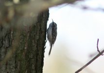 Eurasian Treecreeper.jpg