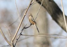 Long-tailed Rosefinch.jpg