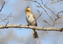 Yellow-throated Bunting female.jpg