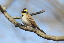 Yellow-throated Bunting male.jpg