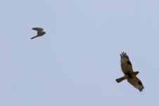 Eurasian Kestrel & Eastern Buzzard.jpg