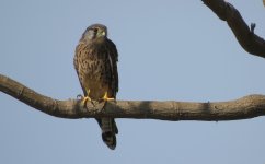 IMG_4290 -Eurasian Kestrel @ RDBT.JPG