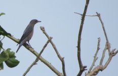 IMG_4280 - Blue Rock Thrush philippensis.JPG