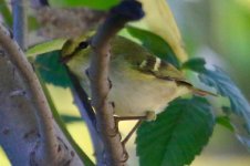 Two-barred Greenish Warbler.jpg