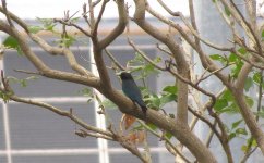 IMG_3889 Dollarbird @ RDBT.JPG