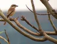 IMG_3892 Brown Shrike @ RDBT.JPG