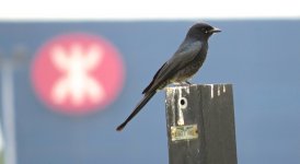 IMG_3891 Black Drongo @ RDBT.JPG