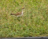 IMG_3899 Pheasant-tailed Jacana @ RDBT.JPG