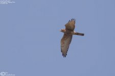 Buzzard,Grey_faced_001.jpg