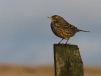 rock  pipit.jpg