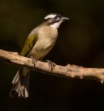 chinese bulbul lamma HK D810 200-500mm_DSC7679.jpg