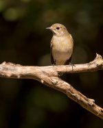 rt flycatcher lamma HK D810 200-500mm_DSC7763.jpg