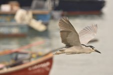 bc night heron flight lamma HK D7200 300PF_DSC5063.jpg