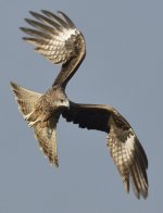 black kite lamma HK D7200 300PF_DSC4281.jpg