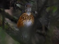 Thicket Antpitta Sample.jpg