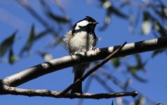 Coal Tit.jpg