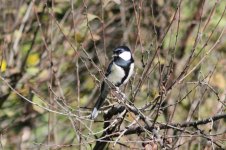 Japanese Tit.jpg