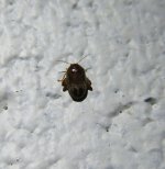 flea beetle.jpg
