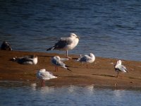 Mongolian and Black-headed Gulls.jpg