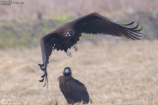 Vulture,Cinereous_003.jpg