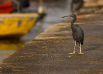 reef egret pier lamma HK D7200 200-500mm_DSC5590.jpg