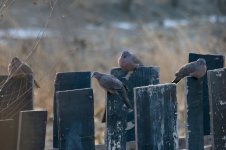 Spotted Dove.jpg