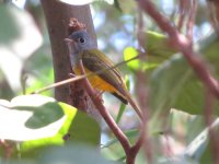 IMG_4306 - Grey-headed Flycatcher @ RDBT.JPG