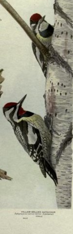 yellow bellied sapsucker.jpg