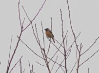 Daurian Redstart 883nh.jpg