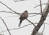 Spotted Dove 9nl4.jpg