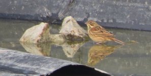 IMG_4353 - Chestnut-eared Bunting @ RDBT.JPG