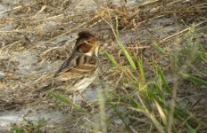 IMG_4366 - Little Bunting @ RDBT.JPG