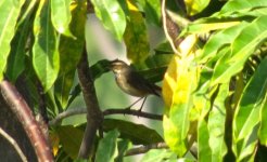 IMG_4372 - Bluethroat @ RDBT.JPG