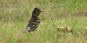 IMG_4386 - Brambling @ RDBT.JPG