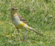 Pipit or Wagtail (4).JPG