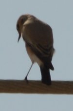 Desert Wheatear or Hooded Wheatear (2).JPG