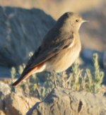 Red-tailed Wheatear or Common Redstart (1).JPG