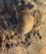 Red-tailed Wheatear or Common Redstart (2).JPG